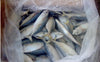 Frozen Indian Mackerel (Kembong) (+/- 1000-1200G